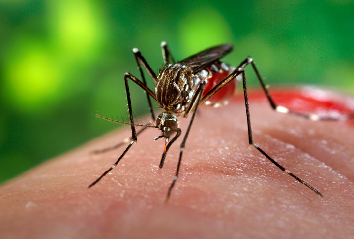 Aedes-aegypti-1